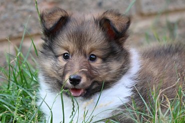 Sheltie Sable 2